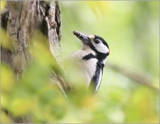 <p>STRAKAPOUD VELKÝ (Dendrocopos major) - /Great spotted woodpecker – Buntspecht/
</p>